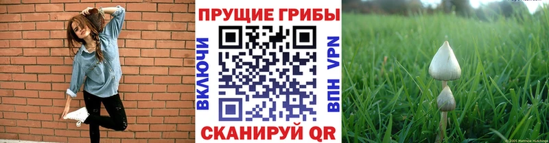 Псилоцибиновые грибы прущие грибы  Покровск 